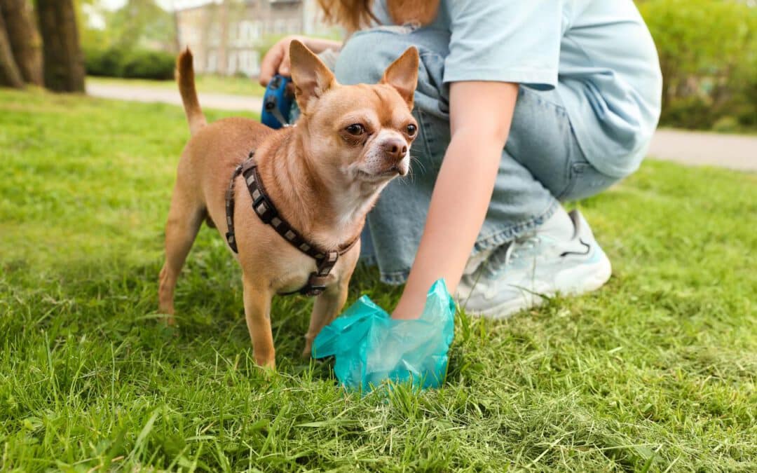 Dog Poop Pickup